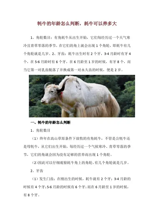 牦牛的年龄怎么判断,耗牛可以养多大