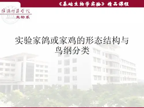 实验家鸽或家鸡的形态结构与鸟纲分类PPT课件(模板)
