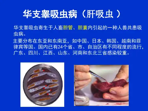 华支睾吸虫病