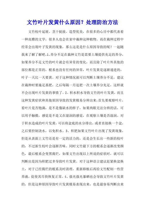 文竹叶片发黄什么原因？处理防治方法