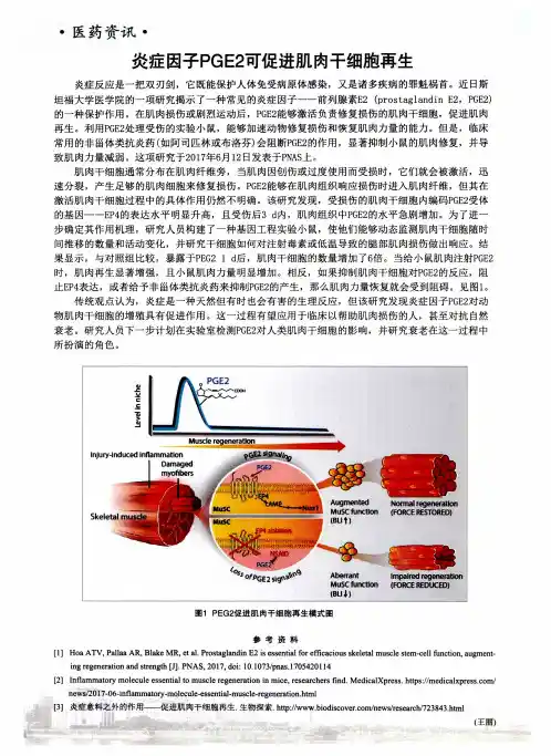 炎症因子PGE2可促进肌肉干细胞再生