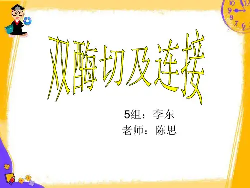 双酶切及连接