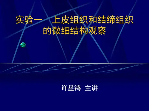 上皮组织实验