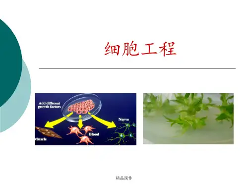 优质公开课 植物细胞工程ppt课件