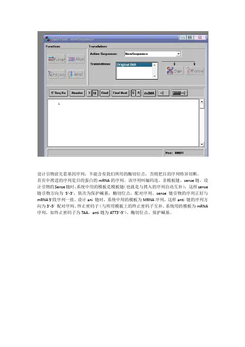 引物设计方法及说明