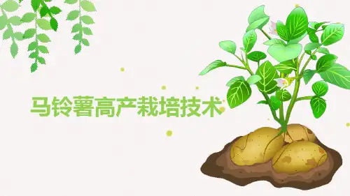 马铃薯高产栽培技术 (2)全