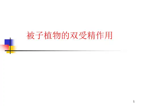 被子植物的双受精作用PPT课件