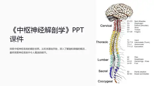 《中枢神经解剖学》课件