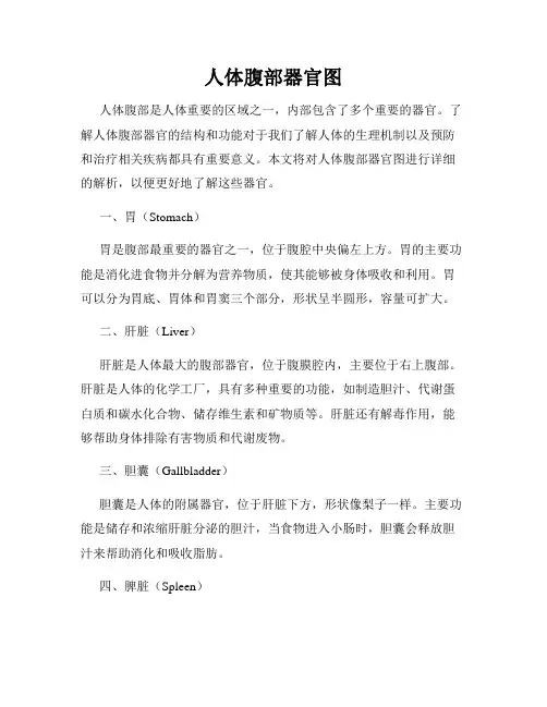 人体腹部器官图