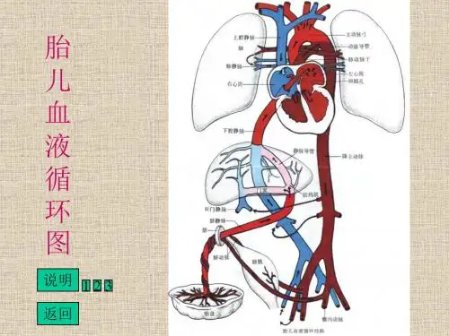 胎儿血液循环图