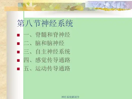 神经系统解剖学 ppt课件