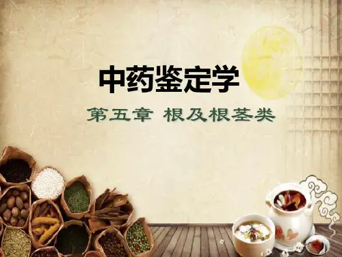 中药鉴定学-根及根茎概述 PPT