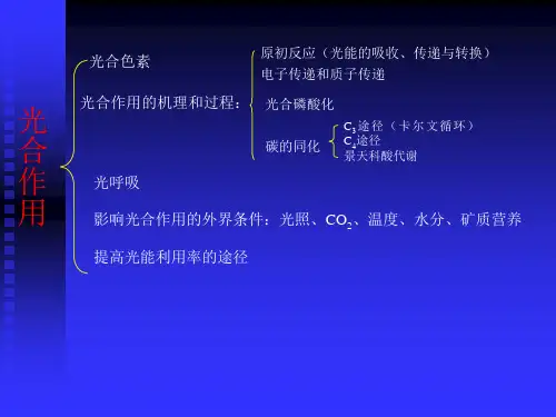 高中生物竞赛辅导资料植物学部分可修改文字