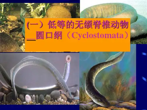 (一)圆口纲