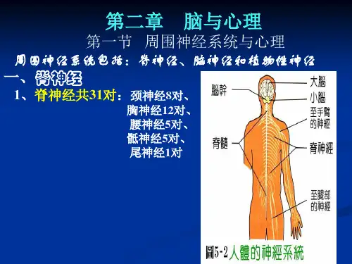 脑与心理第2章