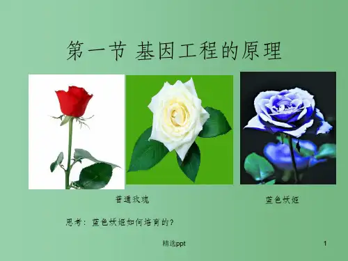 高中生物 第一单元第一节 基因工程的原理课件 中图版选修3