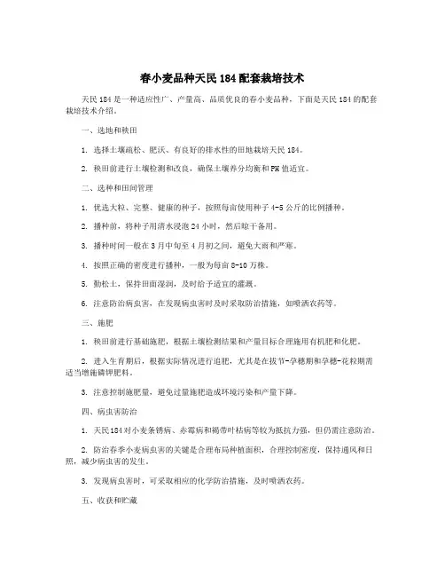 春小麦品种天民184配套栽培技术