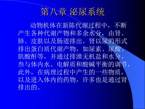 第八章 泌尿系统