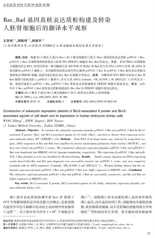 Bax、Bad基因真核表达质粒构建及转染人胚肾细胞后的翻译水平观察