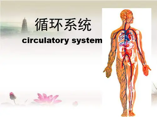 组织学与胚胎学 组胚 循环系统ppt