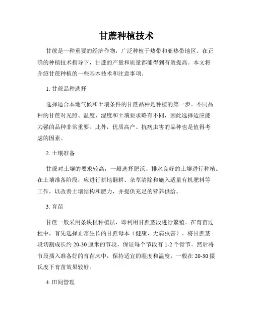 甘蔗种植技术