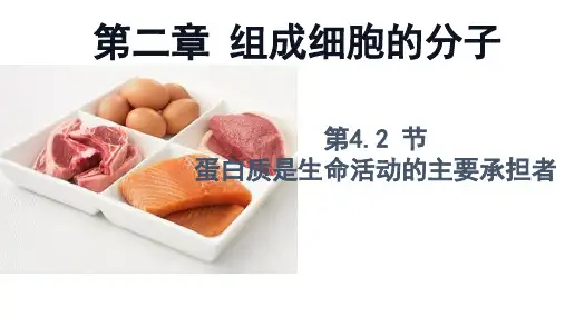 【课件】蛋白质是生命活动的主要承担者课件高一上学期生物人教版必修1