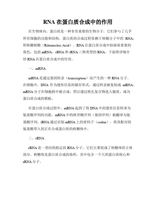 RNA在蛋白质合成中的作用