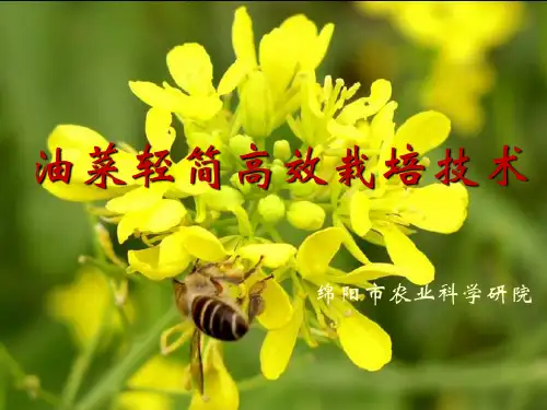 油菜轻简栽培技术PPT课件