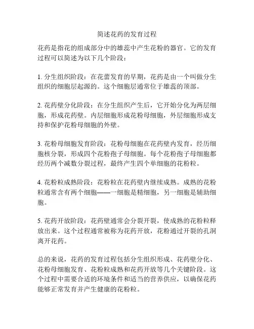 简述花药的发育过程