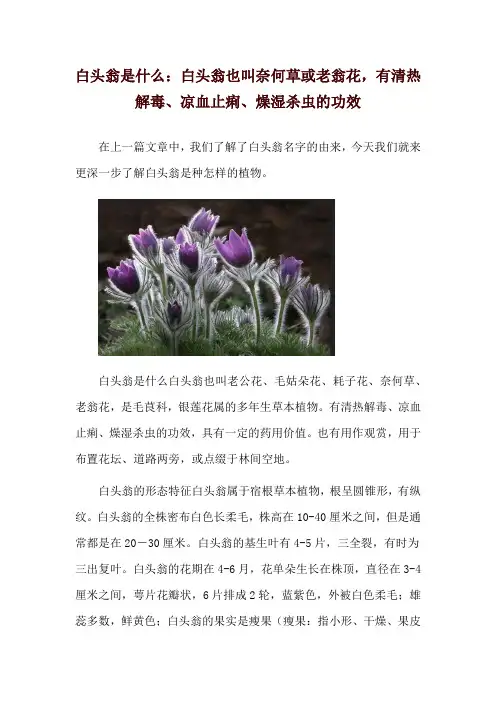 白头翁是什么：白头翁也叫奈何草或老翁花,有清热解毒、凉血止痢、燥湿杀虫的功效