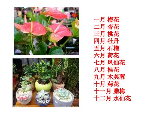 苏科版生物七下5.11.1《地面上的植物》课件 (共30张PPT)(1)