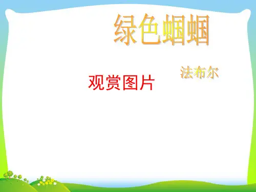 绿色蝈蝈_1-课件