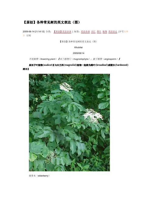 各种树及英文翻译