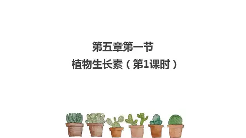 5.1 植物生长素课件高二上学期生物人教版(2019)选择性必修1
