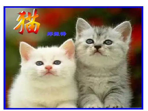 26课猫--