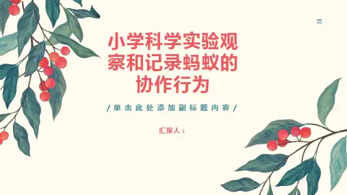 小学科学实验观察和记录蚂蚁的协作行为