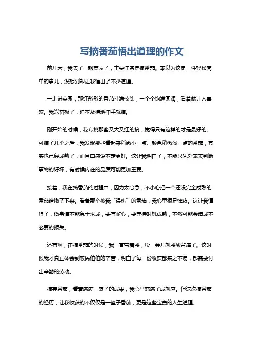 写摘番茄悟出道理的作文