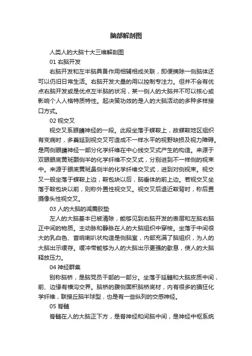 脑部解剖图