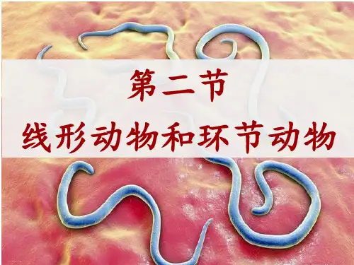 人教版八年级上册5.1.2 线形动物和环节动物 课件(24张ppt)
