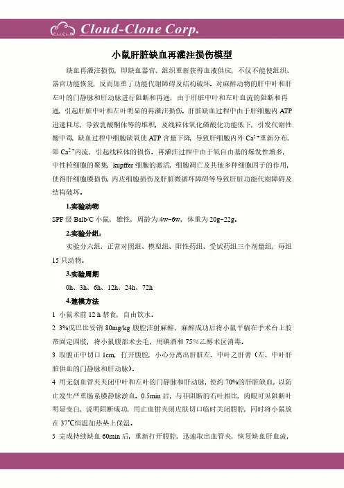 小鼠肝脏缺血再灌注损伤模型
