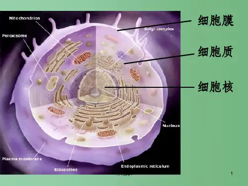 高中生物 第三章 第三节 细胞核-系统的控制中心课件 新人教版必修1