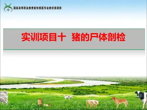 11实训11猪的尸体剖检(解红梅).