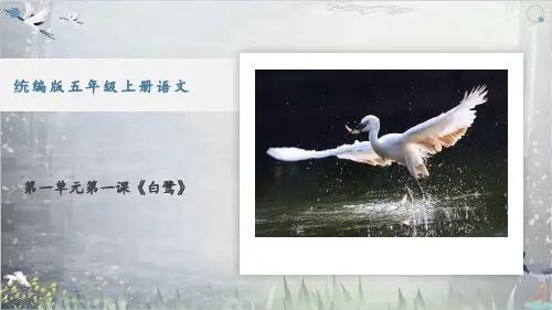 统编版五年级语文上册1白鹭课件(共19张)
