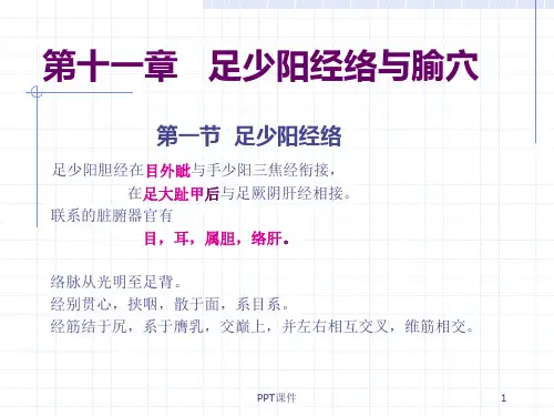 足少阳经络与腧穴  ppt课件