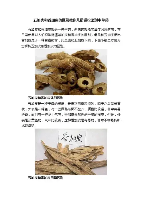 五加皮和香加皮的区别教你几招轻松鉴别中草药