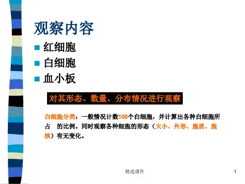 瑞氏染色