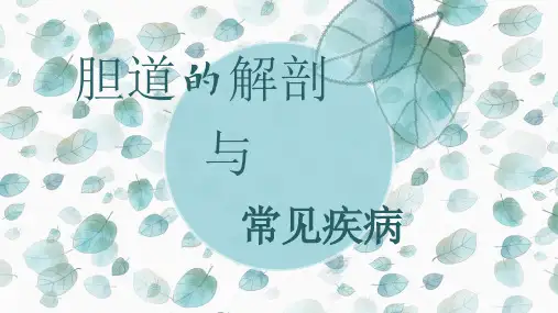 胆囊解剖及常见疾病