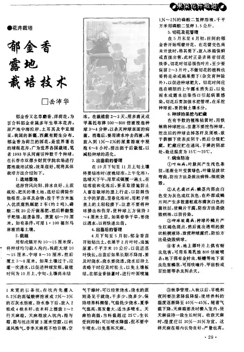 郁金香露地栽培技术