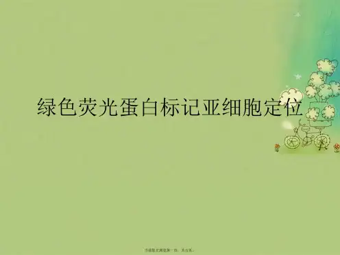 绿色荧光蛋白标记亚细胞定位