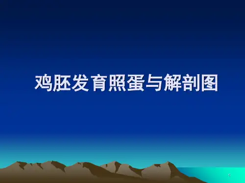 鸡胚发育照蛋与解剖图PPT